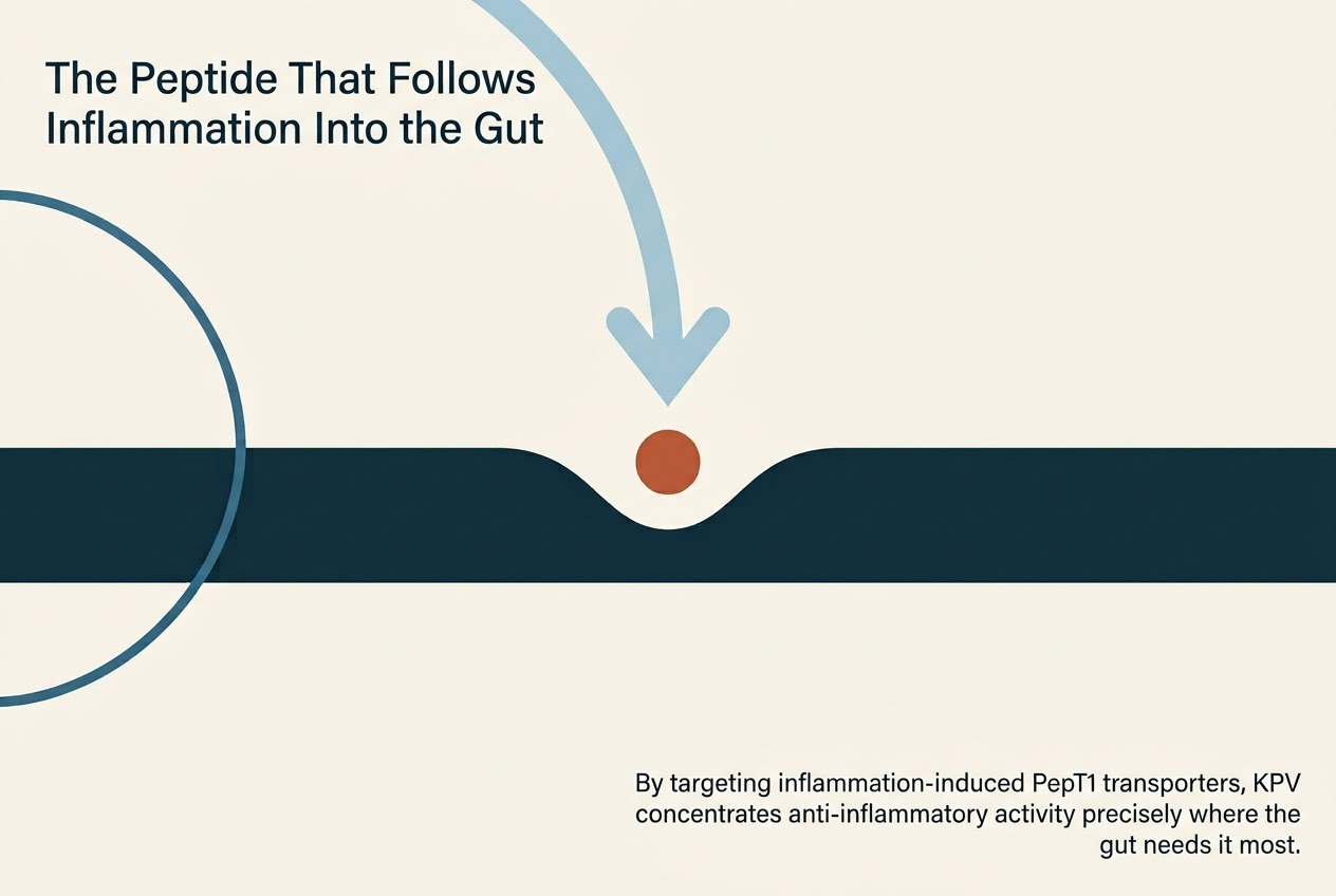 The Peptide That Follows Inflammation Into the Gut
